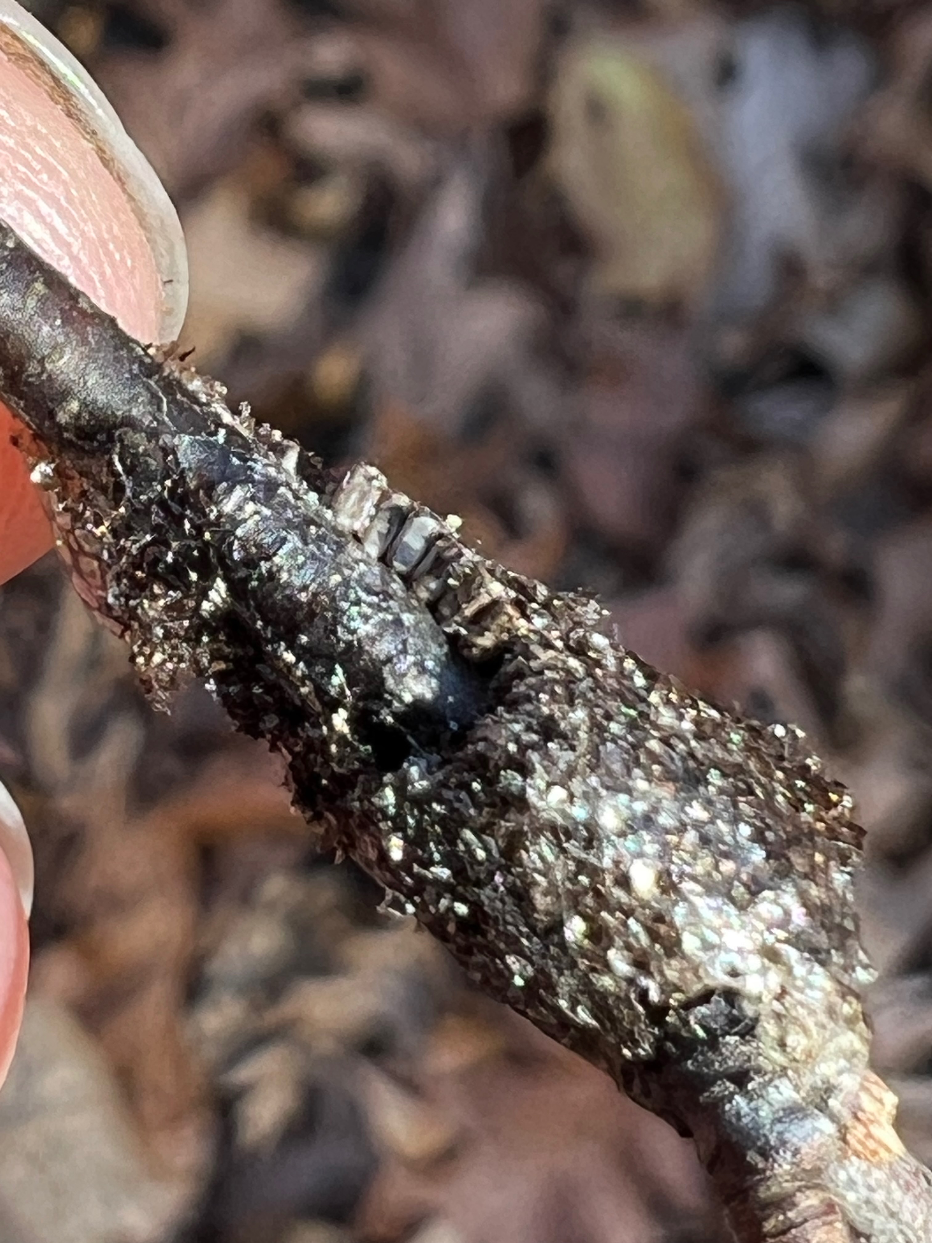 Malacosoma